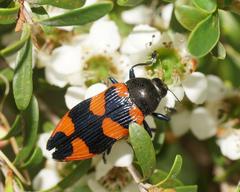 Castiarina thomsoni