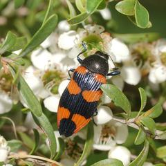 Castiarina thomsoni