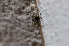 Camponotus arboreus