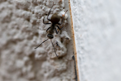 Camponotus arboreus
