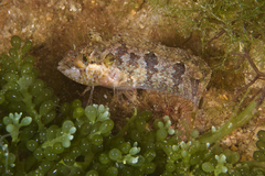 Heteroclinus