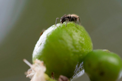 Dolichoderus bispinosus