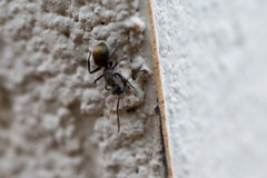 Camponotus arboreus