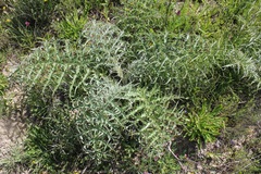 Cynara cardunculus cardunculus