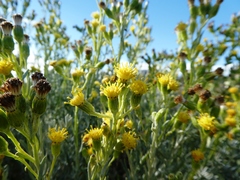 Senecio patagonicus