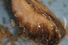 Mytilopsis leucophaeata image