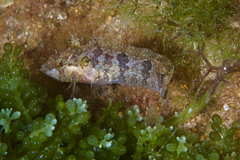 Heteroclinus