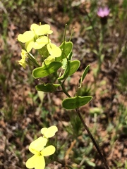 Biscutella auriculata