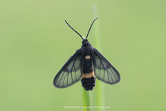 Psichotoe duvaucelii