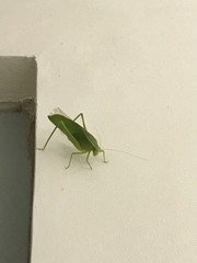 Tettigoniidae