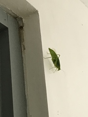 Tettigoniidae