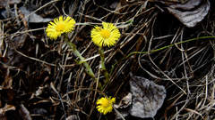 Tussilago farfara