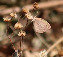 Eurema daira eugenia