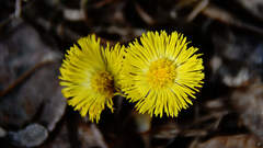 Tussilago farfara