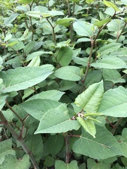 Reynoutria japonica