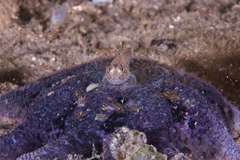 Nesogobius pulchellus