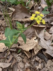 Thaspium trifoliatum