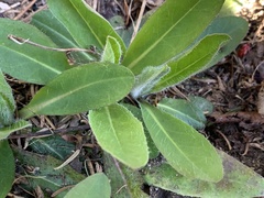 Pilosella aurantiaca