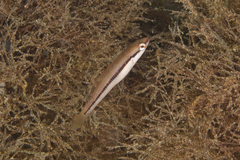 Neoodax balteatus