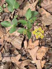Thaspium trifoliatum