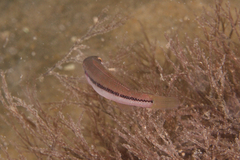 Neoodax balteatus