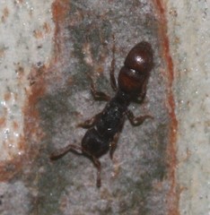 Heteroponera