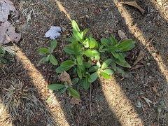 Pilosella aurantiaca