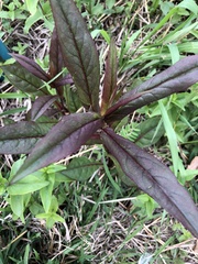 Magnoliopsida
