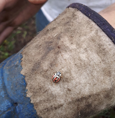 Cheilomenes bidentata