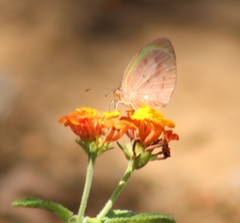 Eurema daira eugenia