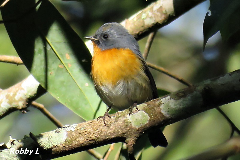 Slaty-backed Flycatcher (Ficedula erithacus) photo