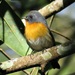 Slaty-backed Flycatcher - Photo (c) robbythai, some rights reserved (CC BY-NC)