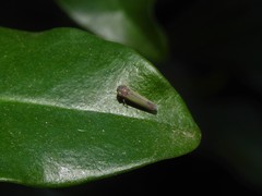 Bucephalogonia xanthophis