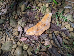 Antheraea formosana