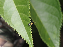 Luperomorpha birmanica