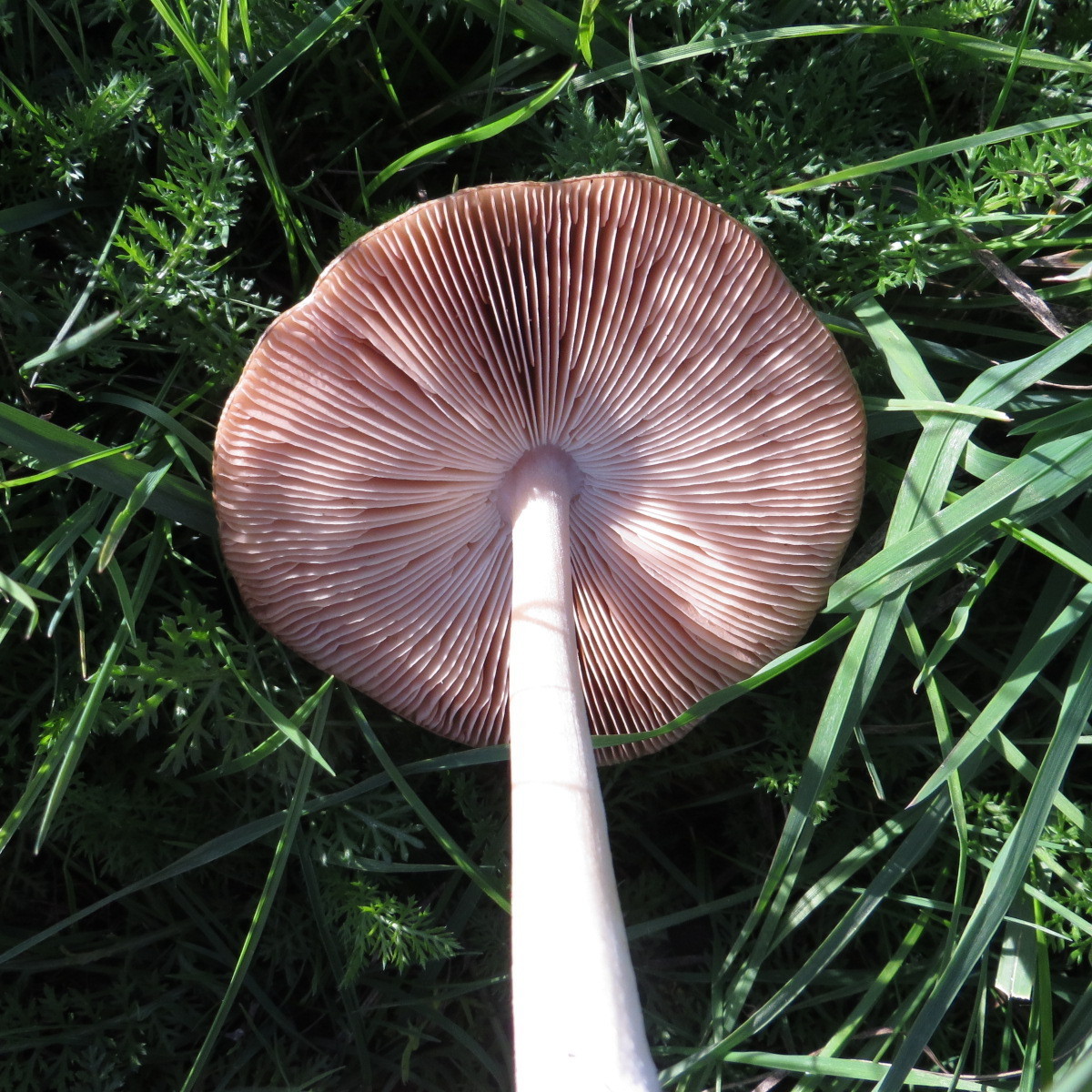 Volvariella gloiocephala image