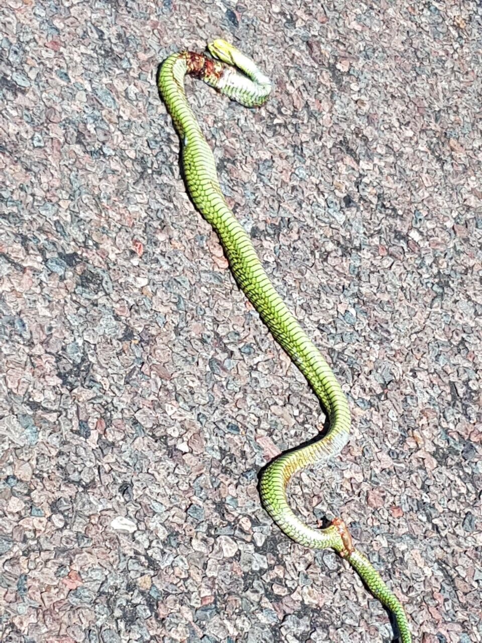 Species image