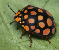 Steganocerus multipunctatus