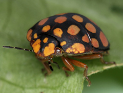 Steganocerus multipunctatus