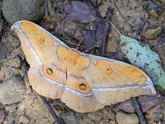 Antheraea formosana