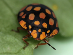 Steganocerus multipunctatus