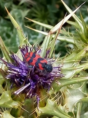 Trichodes umbellatarum