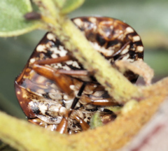 Steganocerus multipunctatus