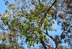 Ficus trigonata