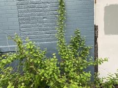 Angiospermae