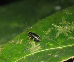 Pseudotheopea sauteri