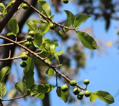 Ficus trigonata