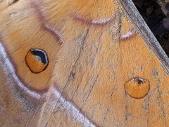 Antheraea formosana