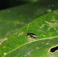 Pseudotheopea sauteri