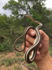Psammophis subtaeniatus